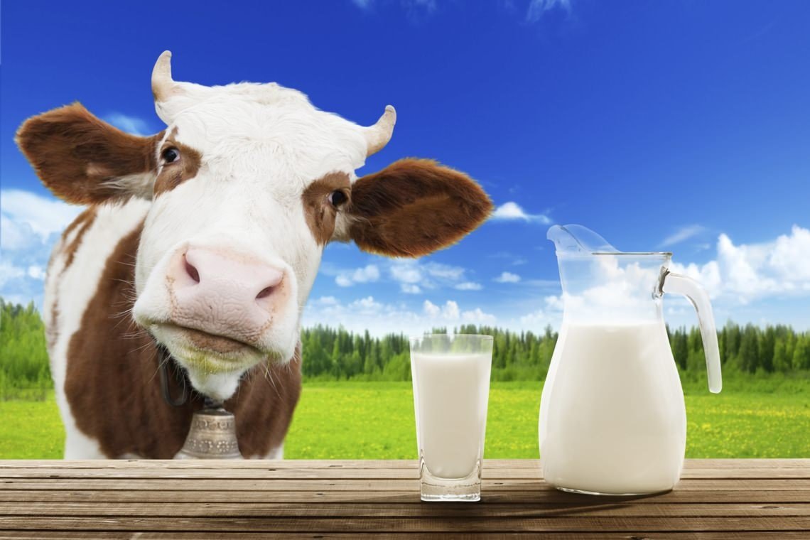 Что произойдет с организмом, если пить магазинное молоко каждый день