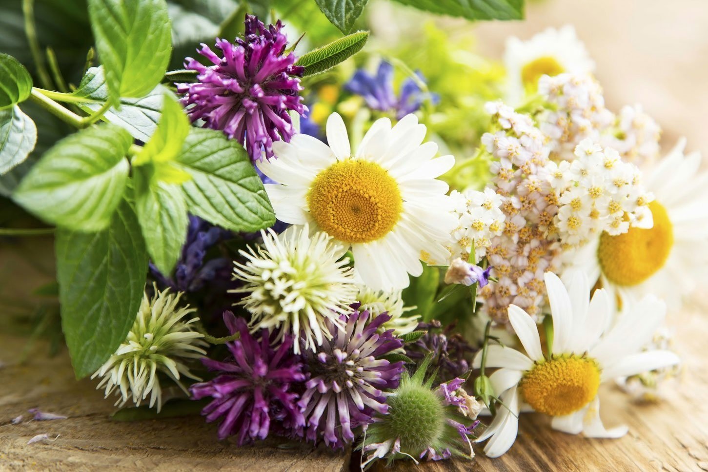 Названі лікарські трави, які слід додавати в чай, щоб зміцнити імунітет - today.ua