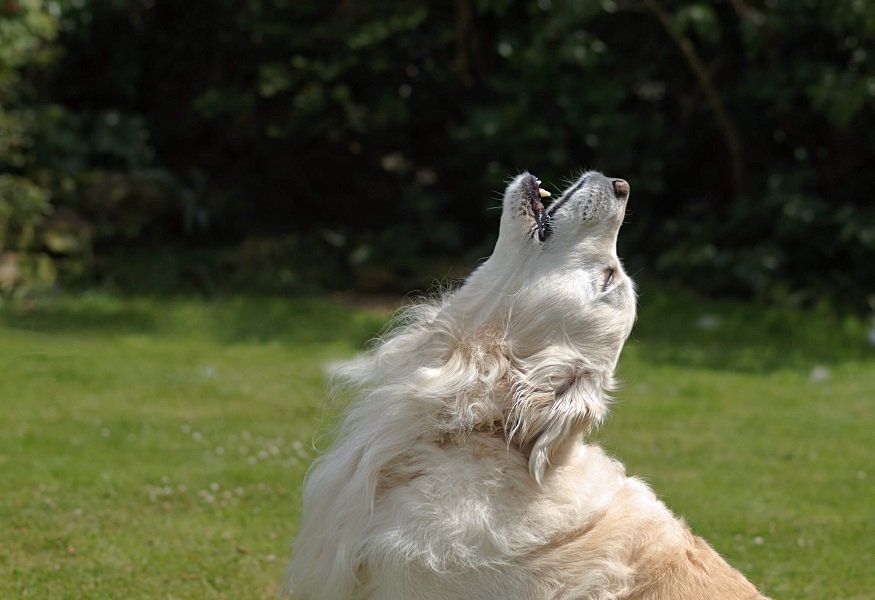 Приметы про собак: как питомцы предупреждают о плохих и хороших событиях