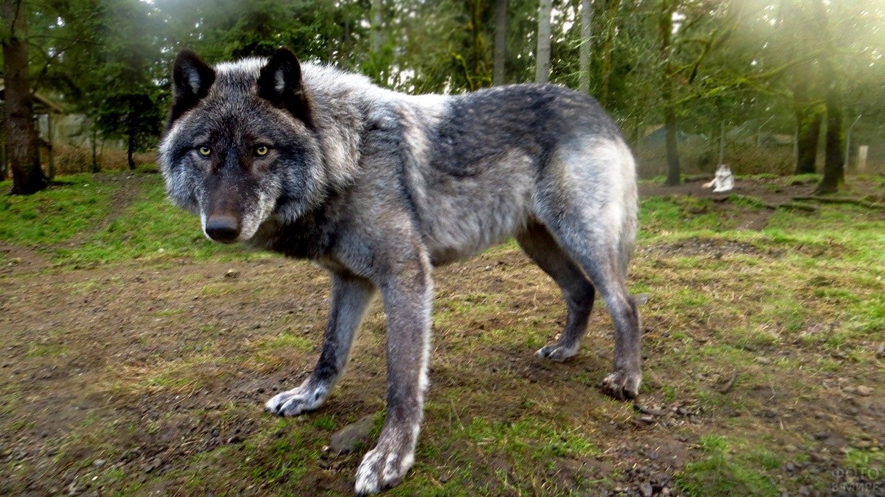ТОП-3 непредсказуемых и агрессивных пород собак, способных напасть даже на хозяина