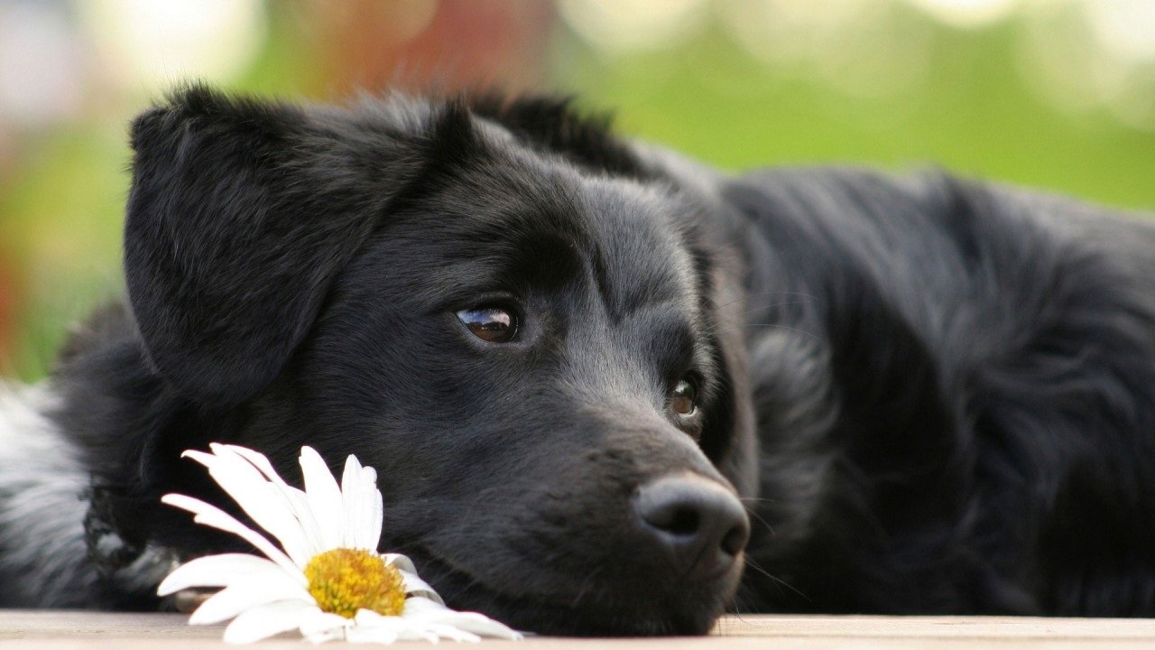 Охоронець для дачі: породи собак, які краще за інших підходять для заміського життя 