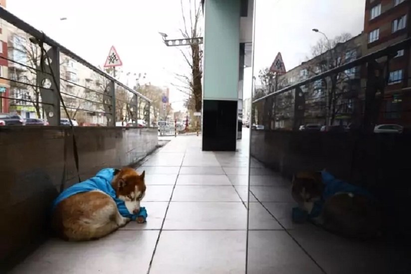 Хаски в голубом свитере лежал у торгового центра, но жалость к собаке оказалась напрасной