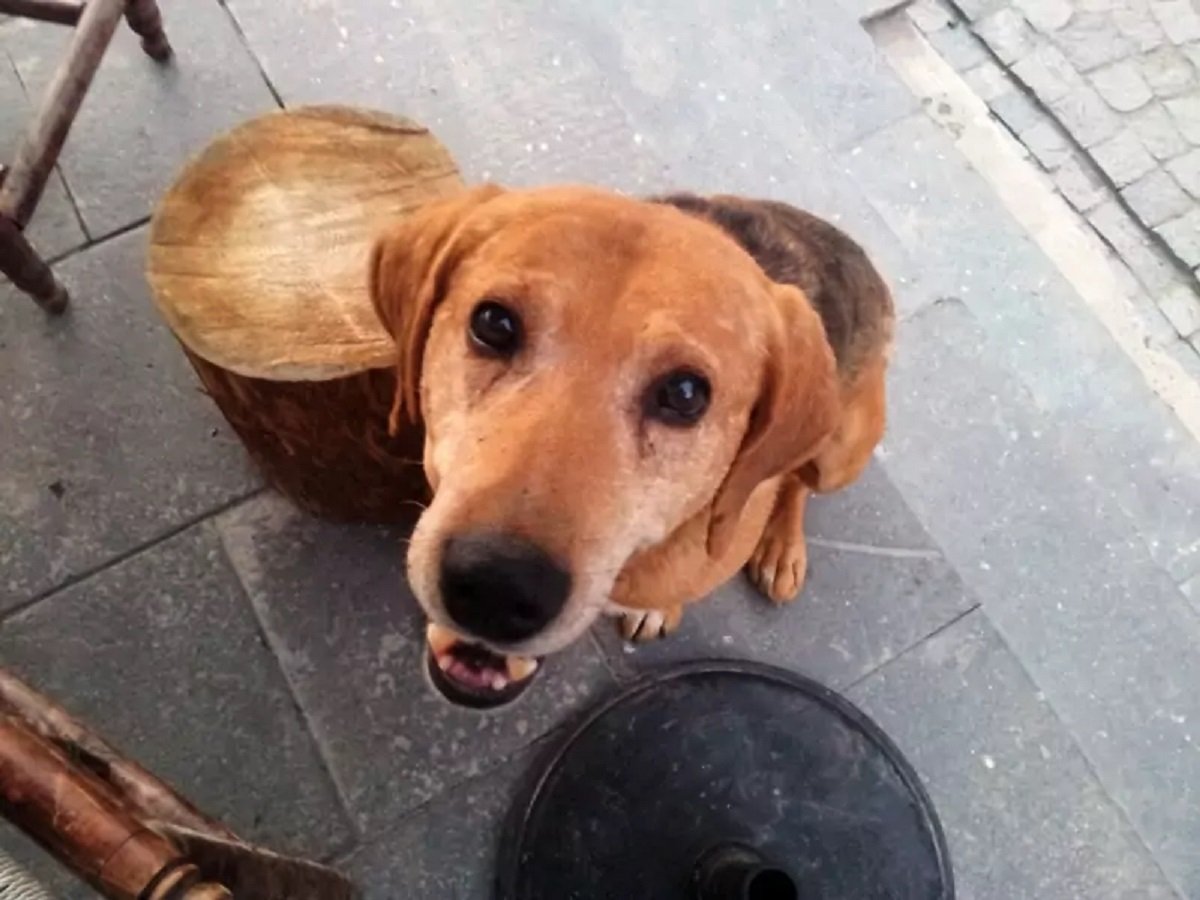 Собака випрошував їжу на вулиці, але тільки через місяць стало зрозуміло, чому він був постійно голодним