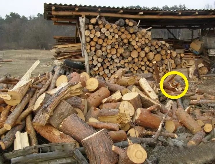 Тест на уважність: відшукати білку серед дров за 30 секунд мало кому вдається