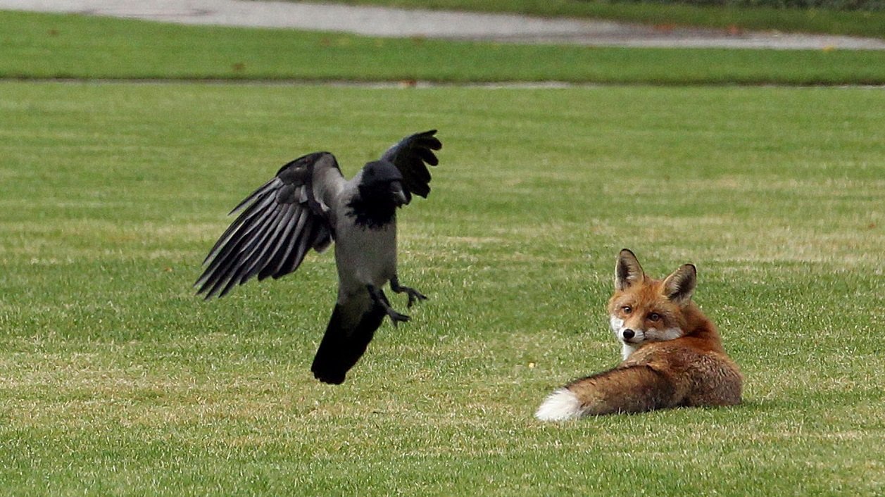 Свято 27 квітня: в День Мартіна Сповідника лисиць можна ловити голими руками