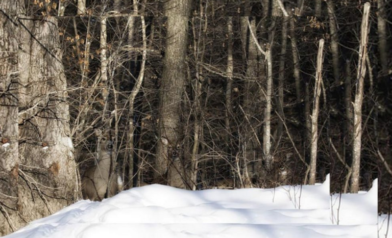 Тест на внимательность: найдите трех оленей, которые играют с вами в прятки на фото - today.ua