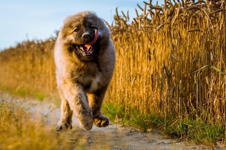 Найдавніші породи собак: ТОП-5 вихованців, одомашнених сотні років тому - today.ua