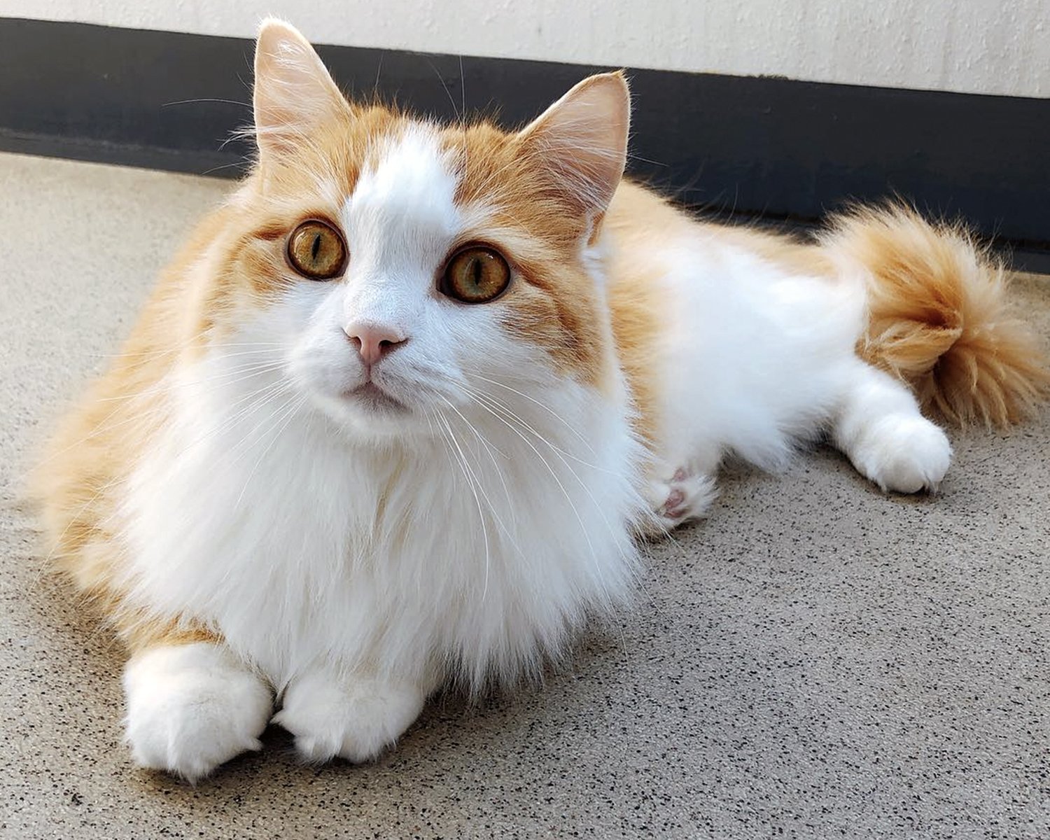 ТОП-5 “товстих“ котів, яких проблематично брати в подорожі