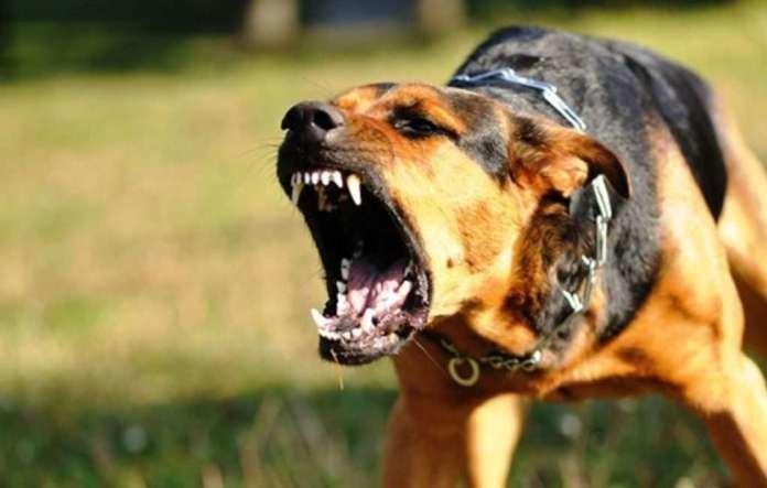 Розірвуть на частини: ТОП-3 породи собак з найсильнішим укусом 