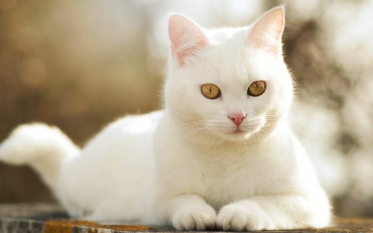 ТОП-5 найкрасивіших порід кішок з білим забарвленням - today.ua