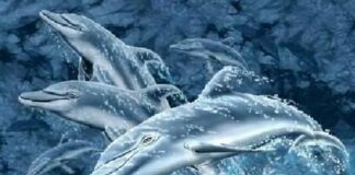 Тест на внимательность: найдите 17 дельфинов на фото, где все видят только 12 - today.ua