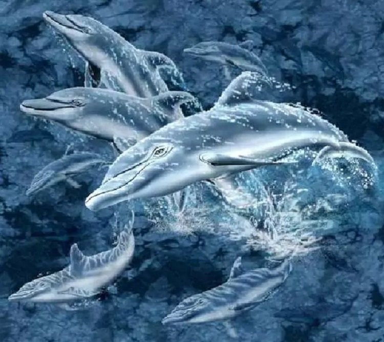 Тест на внимательность: найдите 17 дельфинов на фото, где все видят только 12 - today.ua