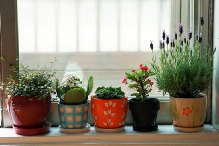 Комнатные цветы вылечат насморк: какие растения полезны при простуде - today.ua