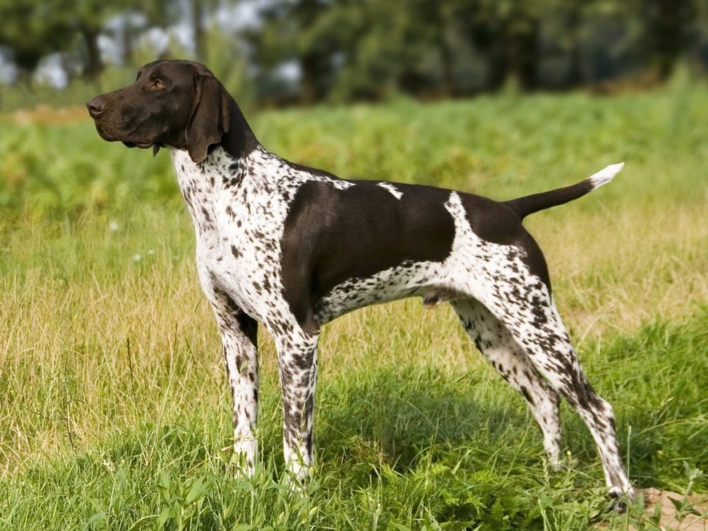 ТОП-3 найкращі породи собак для полювання на пернатих