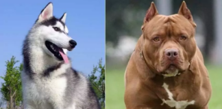Хаски и питбуль дали забавное потомство: как выглядят уникальные щенки - today.ua