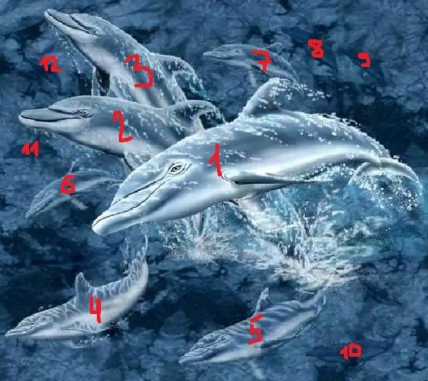Тест на внимательность: найдите 17 дельфинов на фото, где все видят только 12