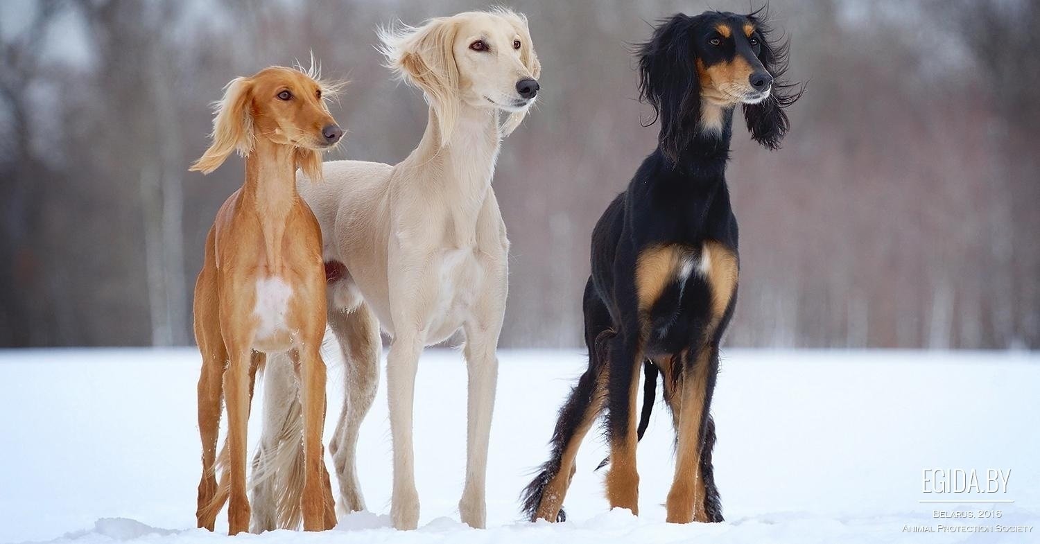 Найдавніші породи собак: ТОП-5 вихованців, одомашнених сотні років тому