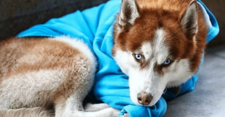 Хаски в голубом свитере лежал у торгового центра, но жалость к собаке оказалась напрасной - today.ua