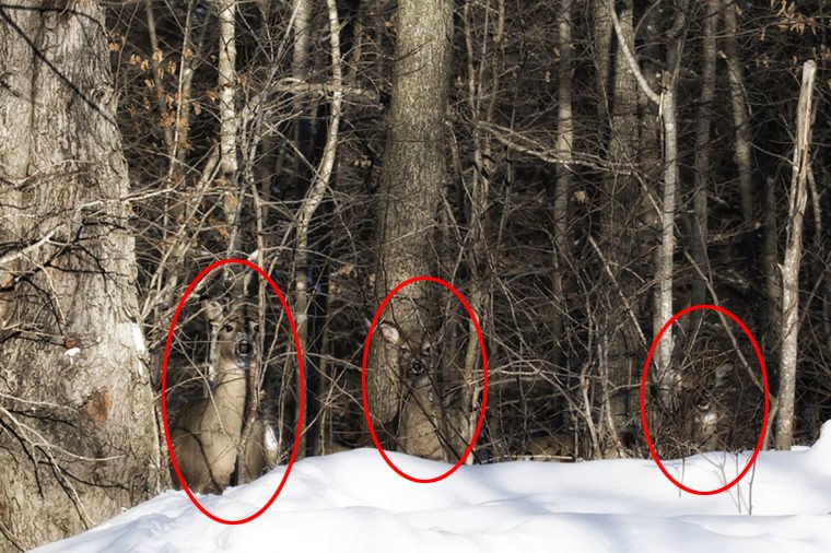 Тест на уважність: знайдіть трьох оленів, які грають з вами в хованки на фото