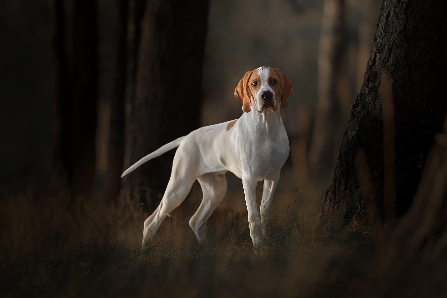 ТОП-3 найкращі породи собак для полювання на пернатих