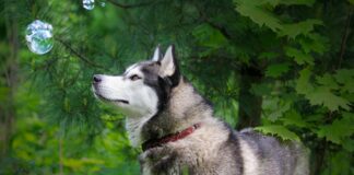 Собака хаскі знайшла в лісі покинутих кошенят: те, що відбулося далі, змушує здригнутися - today.ua