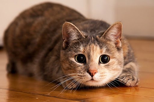 Гроші і кішки: як домашні тварини допоможуть залучити достаток у ваш дім  - today.ua