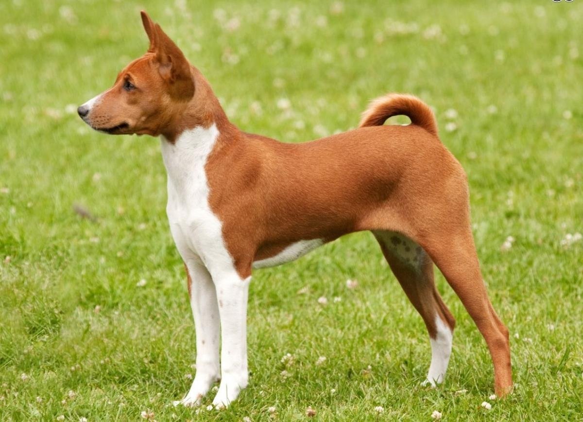 Найдавніші породи собак: ТОП-5 вихованців, одомашнених сотні років тому