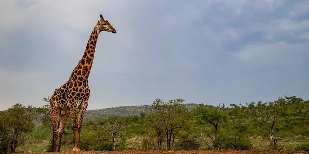 Уникальное фото жирафа, который сел на шпагат, покорило Сеть 