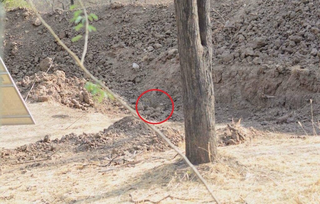 На фото спрятался леопард, но не все могут найти замаскировавшееся животное за 20 секунд