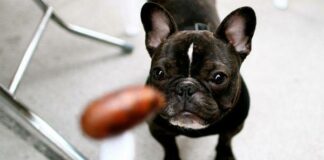 “Говірлива“ собака вимагає у господарів їжу: у це складно повірити  - today.ua