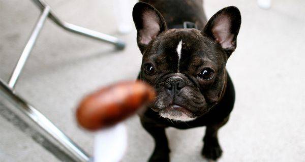 “Говорящая“ собака вымогает у хозяев еду: в это сложно поверить  - today.ua