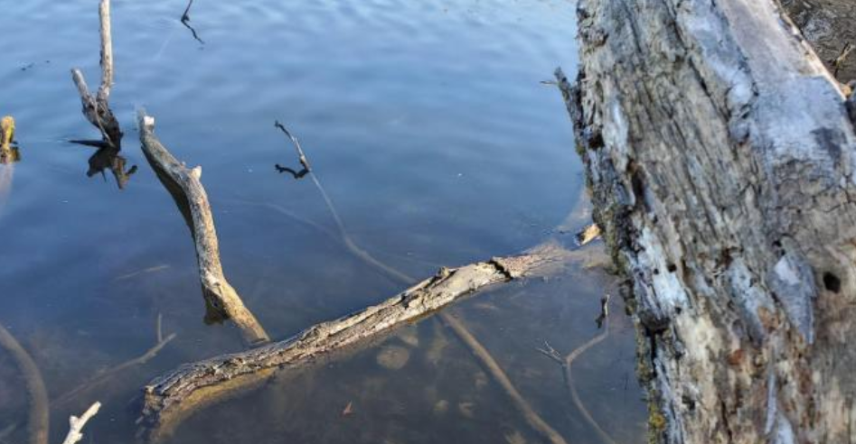 Тест на уважність: на фото сховалася черепаха, але знайти її виявляється не так просто