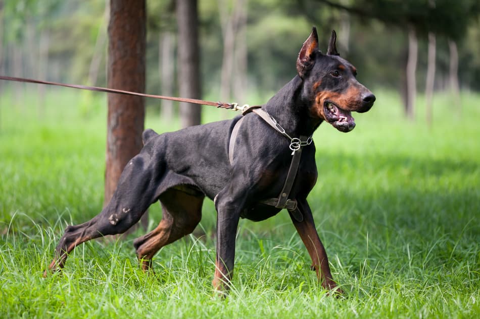 Найкращі захисники та охоронці: ТОП-5 найсильніших порід собак