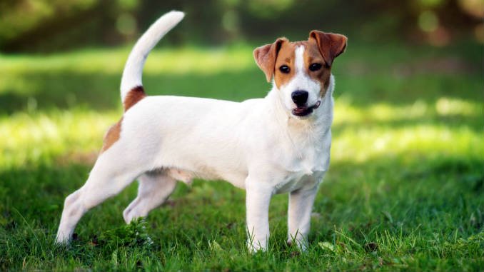 Лучше держать на поводке: ТОП-5 пород собак, которые часто убегают от хозяев