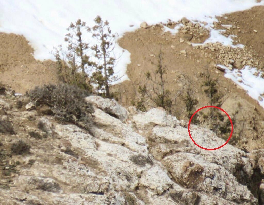 На фото сховався леопард, але не всі можуть знайти замасковану тварину за 20 секунд