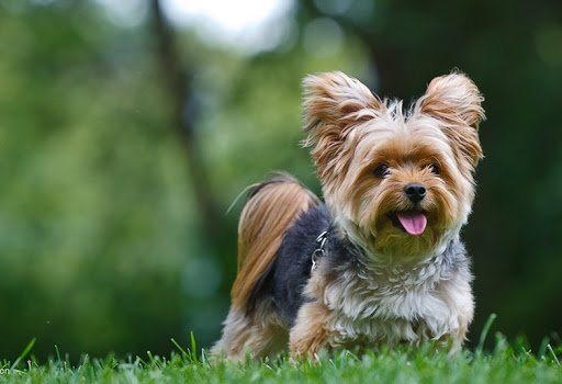 Лучше держать на поводке: ТОП-5 пород собак, которые часто убегают от хозяев