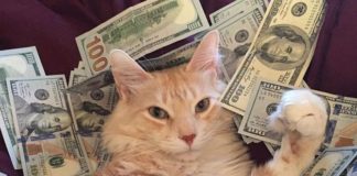 Прирікають на багатство і успіх: ТОП-3 породи кішок, які притягують гроші в оселю - today.ua