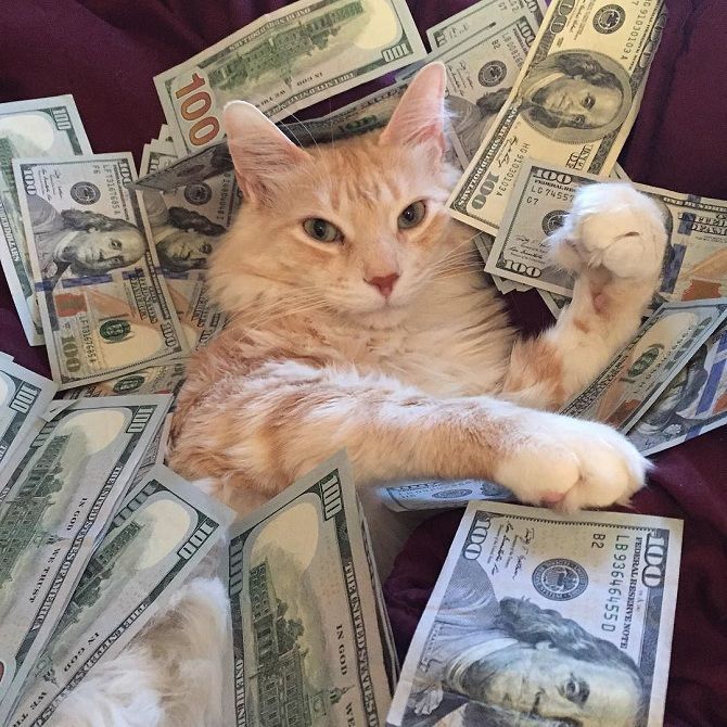 ТОП-3 породы кошек, которые притягивают деньги - Today.ua
