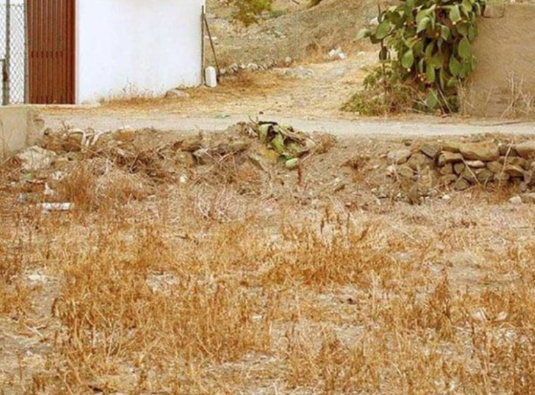 Тест на уважність: на фото сховався кіт, але знайти його за 20 секунд виявиться не просто - today.ua