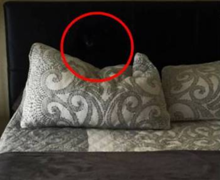 Тест на уважність: на фото сховався собака, якого ніхто не може знайти 