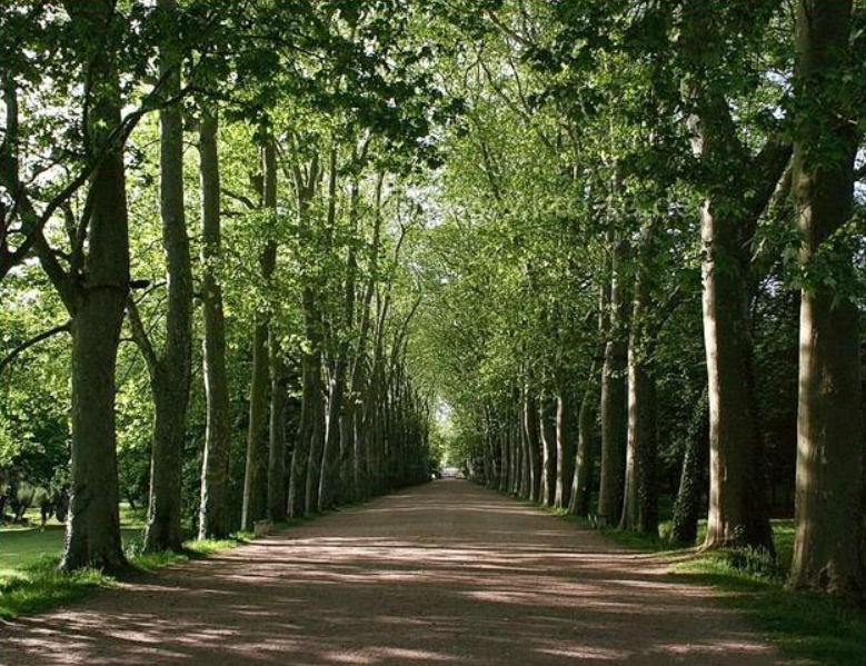 На фото сховався кінь, але знайти його без підказки можуть не всі