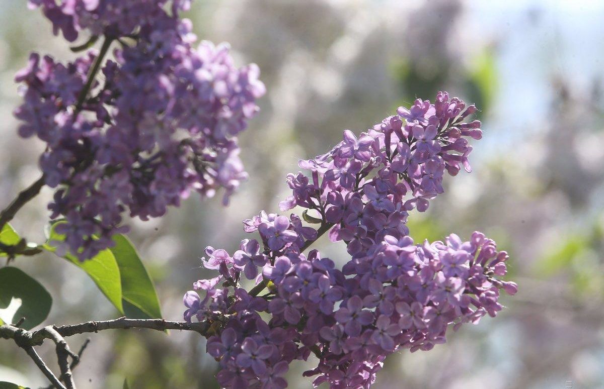 Засуха и жара: синоптики обновили прогноз погоды на май для украинцев - today.ua