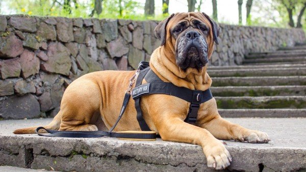 Не найкращий друг: ТОП-5 порід собак, які можуть загрожувати життю людини 