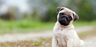 Без заботы не проживут: ТОП-3 породы собак, которые без человека погибнут - today.ua