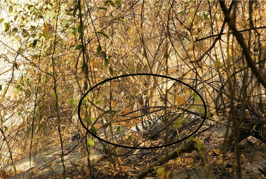Тест на уважність: знайдіть на фото тигра за 1 хвилину, але це виявиться не просто 