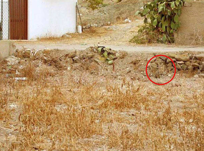 Тест на уважність: на фото сховався кіт, але знайти його за 20 секунд виявиться не просто