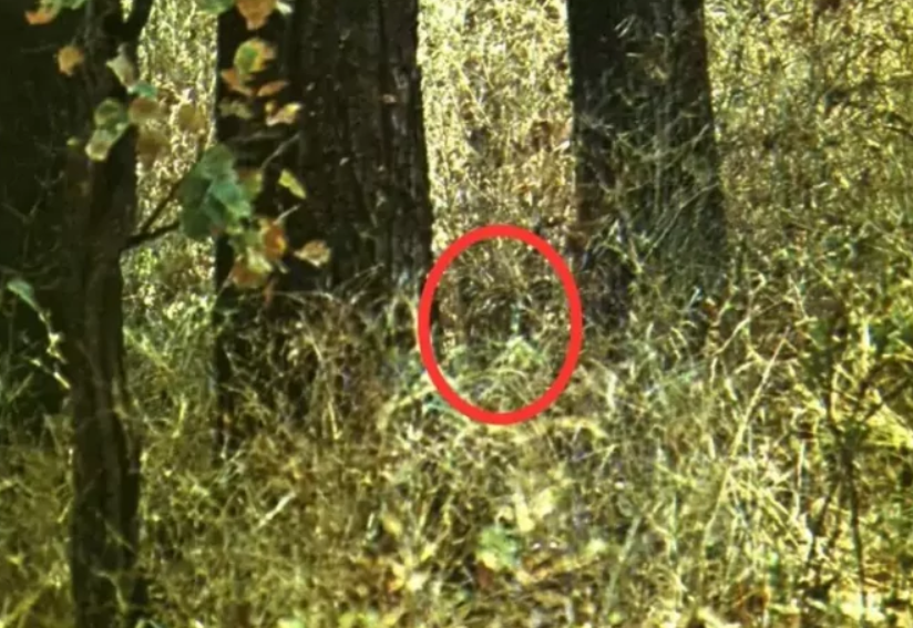 На фото сховався тигр, але відшукати його за 15 секунд можуть не всі