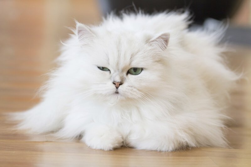 ТОП-5 найкрасивіших порід кішок з білим забарвленням