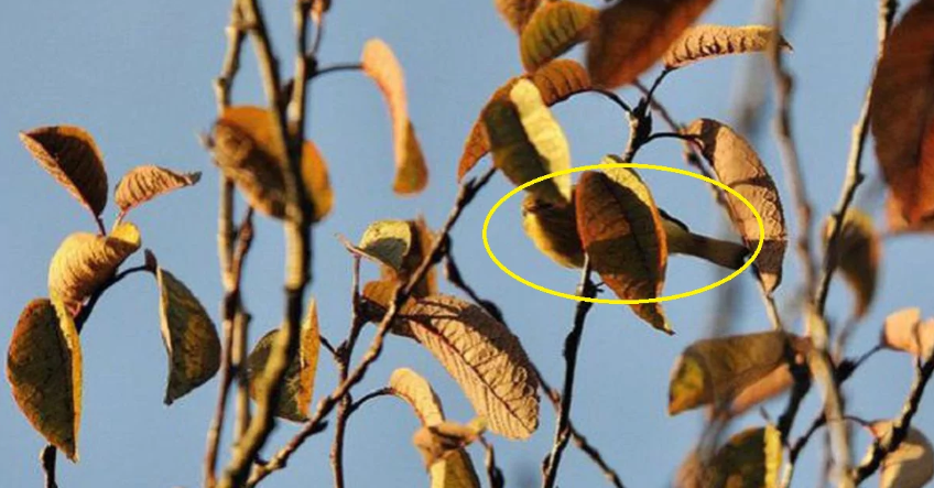 Тест на внимательность: на фото спряталась птичка, которую нужно найти за 20 секунд  