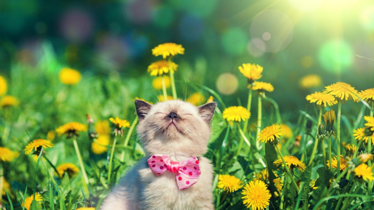 В Україні у вихідні потеплішає до +15 градусів: синоптик повідомила, скільки триватиме така погода